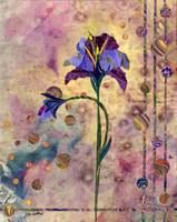 Nouveau Iris